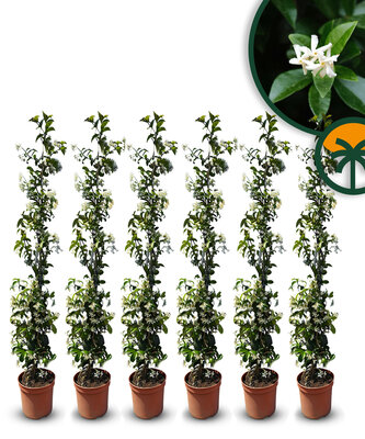 Toskanische Jasmin 120 - 140 cm - 6 Stück