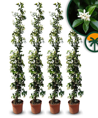 Toskanische Jasmin 160 - 180 cm - 4 Stück