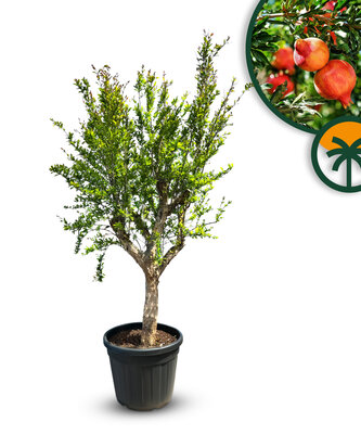 Zitrusbaum - Granatapfelbaum XL