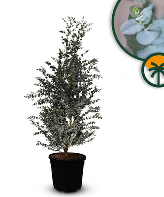 Eucalyptus Azura Gunni - höhe 140 cm