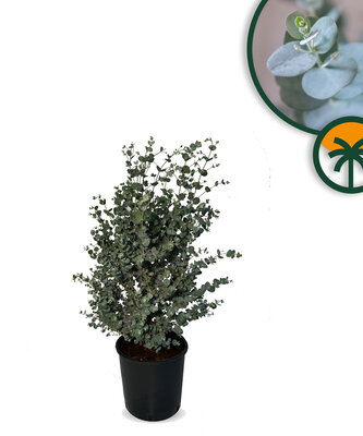 Eucalyptus Azura Gunni - höhe 90 cm