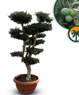 Olivenbaum Pom pon - Olea Europaea 