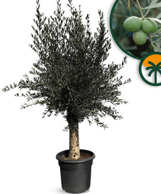 Olea Europaea - Olivenbaum mit glatter stamm - 40 Jahre alter Baum