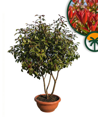 Photinia fraseri ‘Red Robin’ – mehrstämmiger Baum – Glanzmispel  180 cm