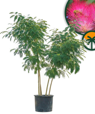 Seidenbaum -  Albizia julibrissin - Multistamm XL