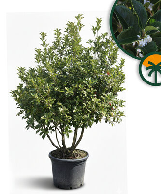 Osmanthus Aquifolium Mehrstämmig XL – 200 cm – Winterhart