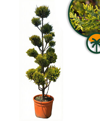 Cupressocyparis Leylandii Pom Pon – 220 cm – 35 L – Winterhart