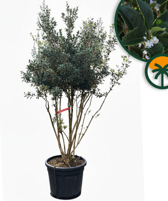 Osmanthus Ilicifolius Mehrstämmig XXL – 240 cm – Winterhart