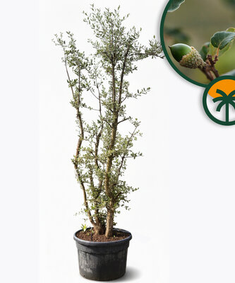 Quercus Suber Multistamm - Korkeiche - 250cm 