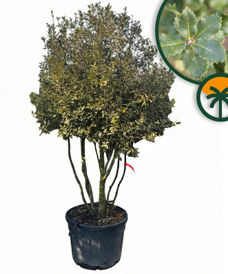 Quercus Ilex Multistamm - Steineiche - 250cm 