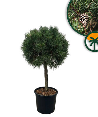 Pinus Sylvestris - 150 cm