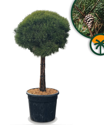 Pinus Sylvestris - 170 cm