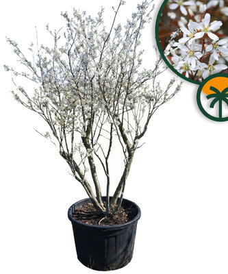 Amelanchier Lamarckii Mehrstämmig XXL – 250 cm