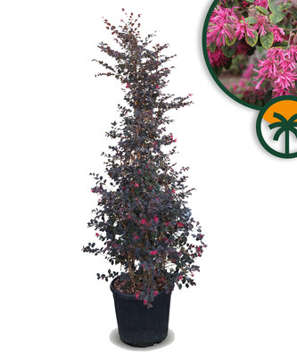 Loropetalum Chinense Variant Rubrum – Hexenstrauch – 200 cm