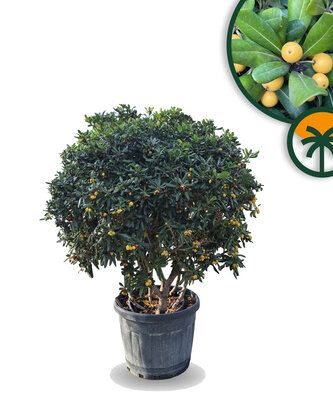 Australischer Lorbeer – Pittosporum – Mulitstamm - 160 cm