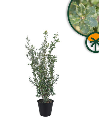 Quercus Ilex - Steineiche - 120 cm