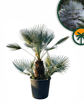 Palme - Chamaerops Humilis Cerifera Multistamm