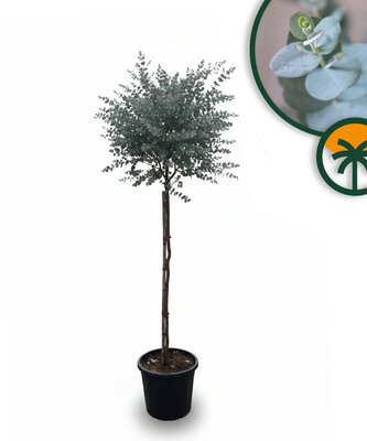 Eucalyptus Azura Gunni auf Stamm - höhe 160 cm