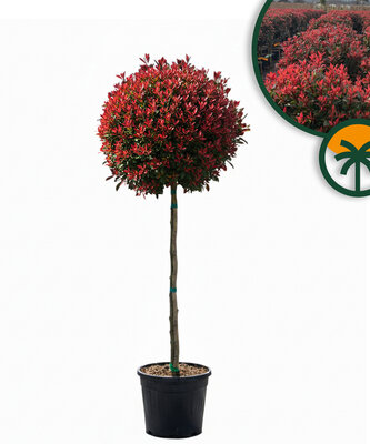 Photinia Fraseri Chico auf Stamm – 150 cm – 25L – Winterhart - Glanzmispel 