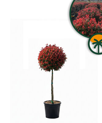 Photinia Fraseri Chico auf Stamm – 120 cm – 18L – Winterhart - Glanzmispel 