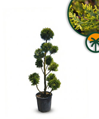 Cupressocyparis Leylandii Pom Pon – 150 cm – 18 L – Winterhart