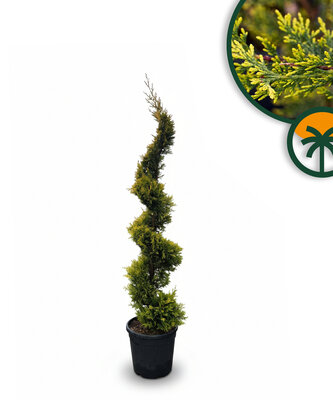 Cupressocyparis Leylandii Spiral – 150 cm – 18 L – Winterhart
