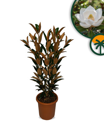 Magnolia grandiflora ‚Gallisoniensis‘ – Höhe 100 cm