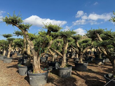 Olivenbaum Pom pon XL - Olea Europaea 