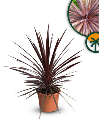 Palme - Cordyline australis ‘Red Star’
