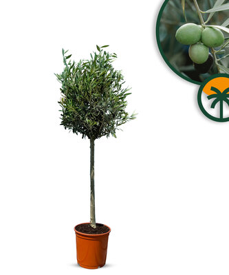Olea Europaea - Olivenbaum mit glatter stamm - 130 cm