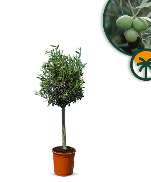 Olea Europaea - Olivenbaum mit glatter stamm - 100 cm