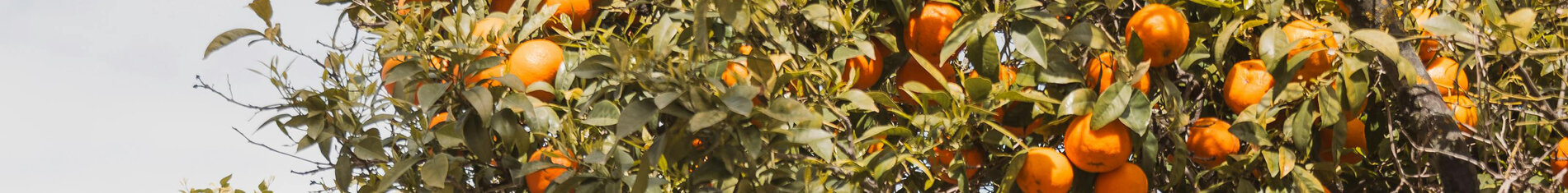 Sunnytree Sunnytree