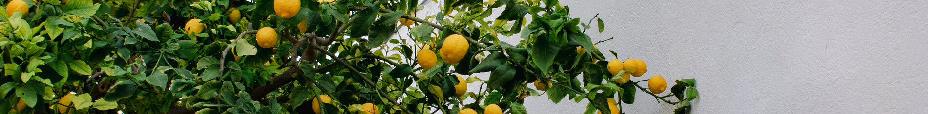 Sunnytree Sunnytree